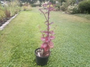 Sedum 'Matrona' - rozchodník 