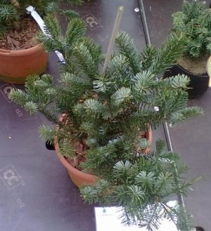 Abies amabilis ´Spreading Star´ - jedle líbezná