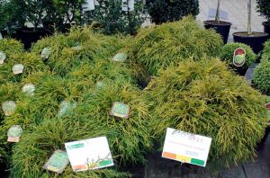 Chamaecyparis pisifera ´Sungold´ - cypřišek hrachonosný