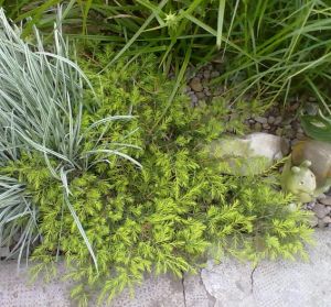 Juniperus communis ´Depressa Aurea´ - jalovec obecný