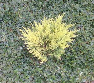 Juniperus horizontalis ´Lime Glow´ - jalovec vodorovný