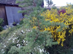 Larix decidua ´Horstmann Recurved´ - modřín opadavý