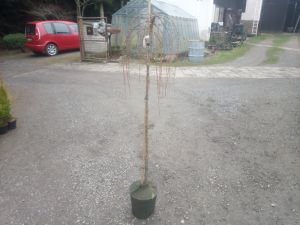 Larix kaempferi ´Stiff Weeping´ - modřín opadavý