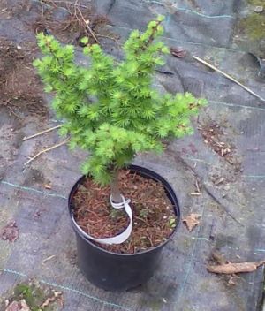 Larix kaempferi ´Wolterdingen´ - modřín japonský 