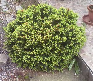 Picea abies ´Barryi´ - smrk ztepilý