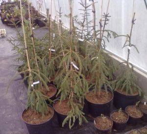 Picea abies ´Bohemica Pendula´ - smrk ztepilý 