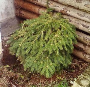 Picea abies ´Formanek´ - smrk ztepilý