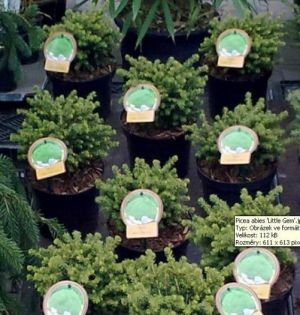 Picea abies ´Little Gem´ - smrk ztepilý