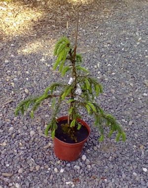 Picea breweriana - smrk Brewerův