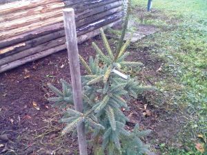 Picea mariana ´Aurea´ - smrk černý