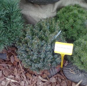 Picea omorika ´Nana´  - smrk omorika, Pančičův