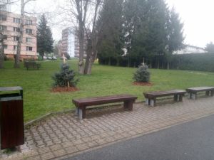Picea pungens ´Erich Frahm´  - smrk pichlavý