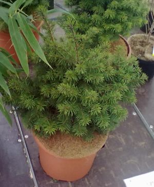 Pseudotsuga menziesii ´Fletcheri´ - douglaska Menziesova