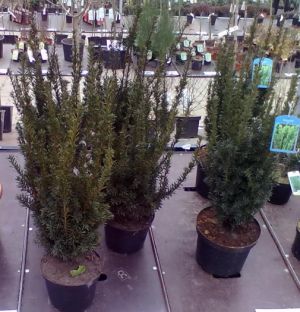 Taxus x media ´Hillii´ - tis prostřední