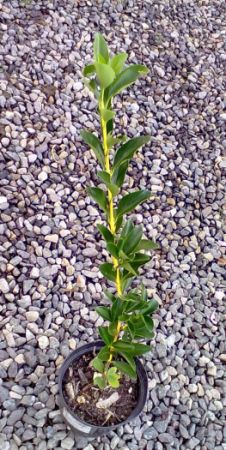 Euonymus japonicum - brslen japonský 