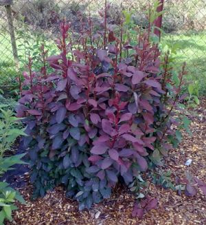 Berberis vulgaris 'Atropurpurea' - dřišťál obecný