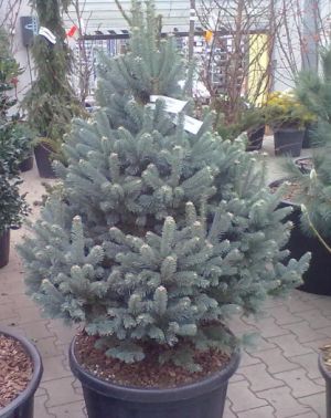 Abies lasiocarpa ´Compacta´ -  jedle plstnoplodá, jedle subalpinská 