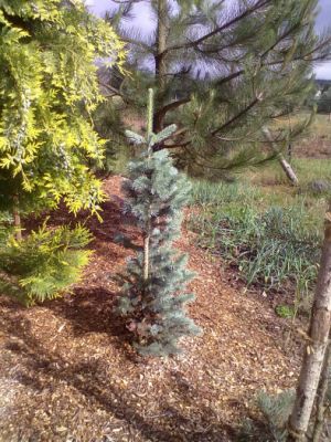 Abies procera ´Glauca´ - jedle vznešená