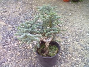 Abies procera ´Glauca Prostrata´ - jedle vznešená