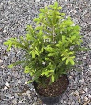 Picea abies ´Repens´  - smrk ztepilý