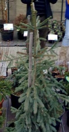 Picea abies ´Rothenhaus´ - smrk ztepilý