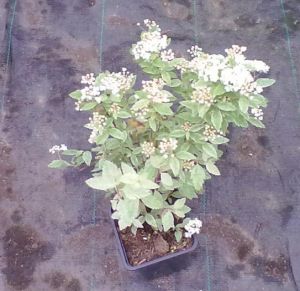 Spiraea vanhouttei ´Pink Ice´ - tavolník Vanhouteův