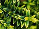 Hebe odora ´New Zealand Gold´ - hebe
