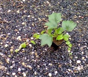 Parthenocissus tricuspidata ´Veitchii´ - loubinec tříprstý