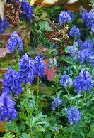 Aconitum carmichaelii "ARENDSII" - oměj podzimní