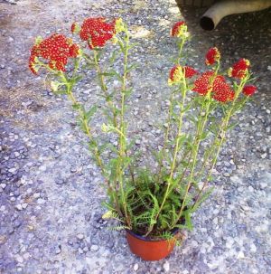 Achillea millefolium ´Paprika´ - řebříček obecný