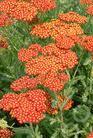 Achillea millefolium ´Walter Funcke´ - řebříček obecný