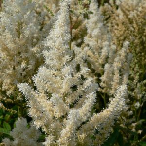 Astilbe arendsii ´Diamant´ - čechrava Arendsova