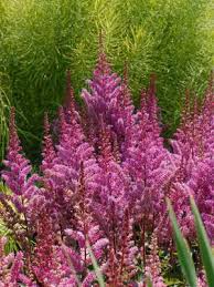 Astilbe chinensis ´Maggie Daley´ - čechrava čínská