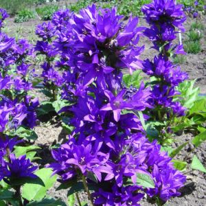Campanula glomerata - zvonek klubkatý