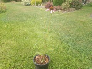 Echinacea purpurea - třapatkovka nachová