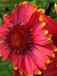 Gaillardia aristata ´Sunburst Yellow with Red´ - kokarda osinatá