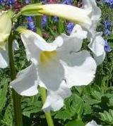 Incarvillea delavayi ´Snowtop´ - dvojostice, venkovní gloxinie