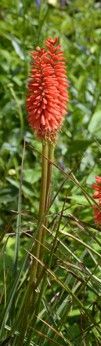 Kniphofia ´Nancy s´ Red´ - kleopatřina jehla