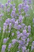Lavandula angustifolia ´Grosso´ - levandule úzkolistá