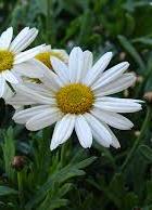 Leucanthemum maximum - kopretina velkokvětá
