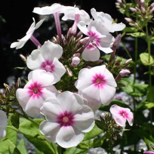 Phlox paniculata ´Bright Eyes´ - plamenka latnatá