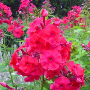 Phlox paniculata ´Juliglut´ - plamenka latnatá