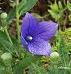 Platycodon grandiflorus ´Astra Blue´ - boubelka velkokvětá