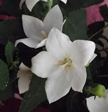 Platycodon grandiflorus ´Astra White´ - boubelka velkokvětá