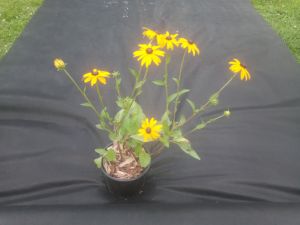 Rudbeckia fulgida ´Goldsturm´ - třapatka zářivá