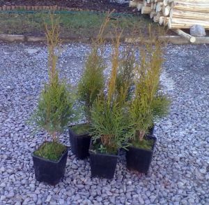 Thuja occidentalis 'Smaragd' - zerav západní výška 30/40cm