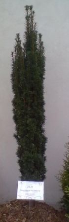 Taxus baccata 'Fastigiata Robusta' - tis červený