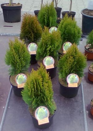 Thuja orientalis ´Aurea Nana´ - zerav východní