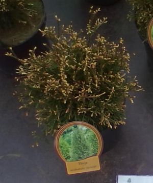 Thuja occidentalis ´Stolwijk´ - zerav západní