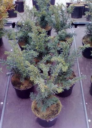Taxus baccata ´Washingtonii´ - tis červený